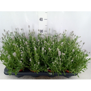 Lavandula angus. 'Vienco White'