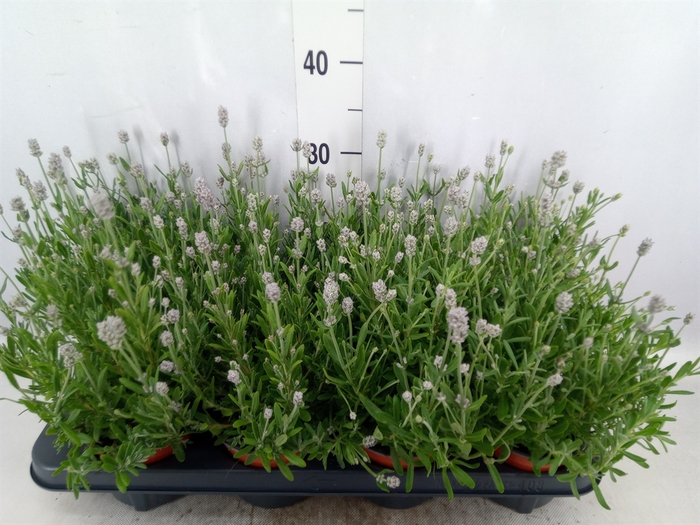 Lavandula angus. 'Vienco White'