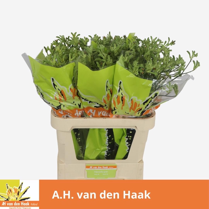 <h4>Anigozanthos Green Haak</h4>