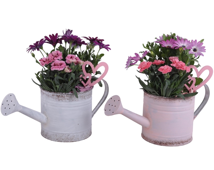<h4>Mothersday Arr. Outdoor Zinc WateringCan Vintage Ø36cm 2PP</h4>
