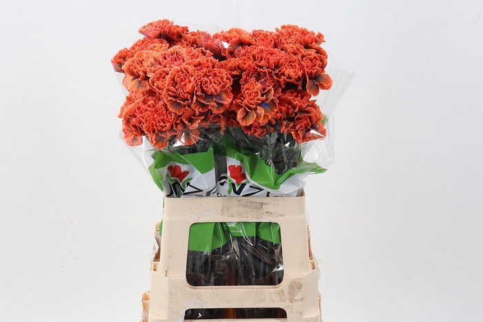 <h4>Dian. ST. Tinted Gothic Orange</h4>