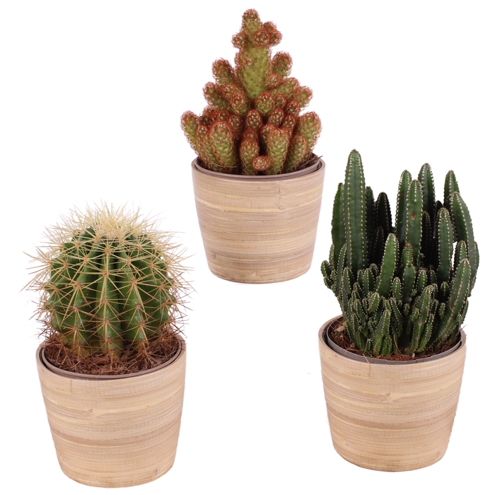 <h4>Cactus Gemengd Keramiek</h4>