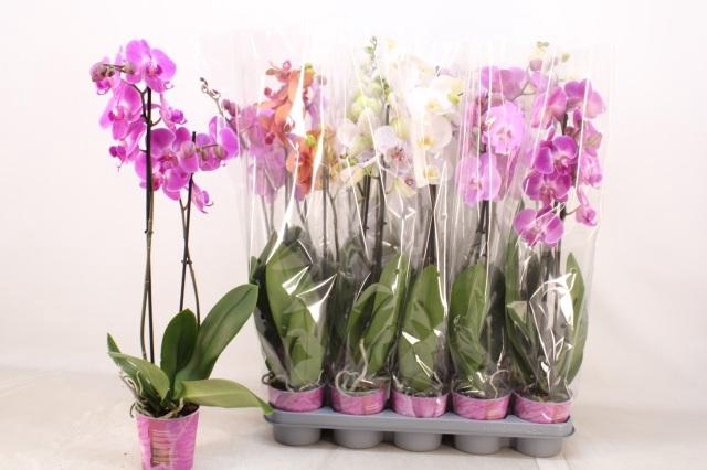 <h4>PHAL GEM 5 KL</h4>