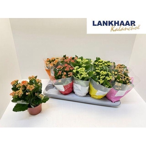 Kalanchoe gevuld Perfecta gemengd 5klr.