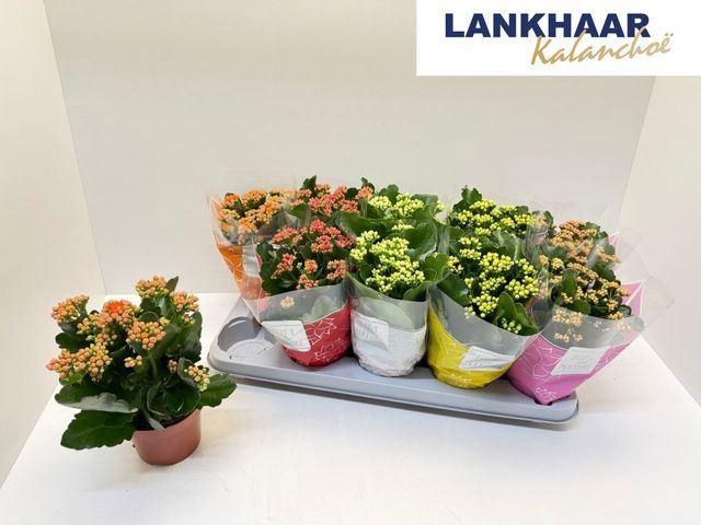 <h4>Kalanchoe gevuld Perfecta gemengd 5klr.</h4>