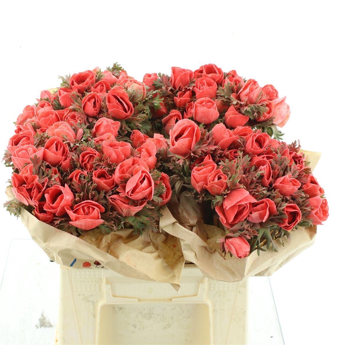 <h4>Anemone Powder Orange Flashy</h4>