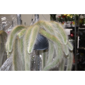 CACTUS VARIADO P30