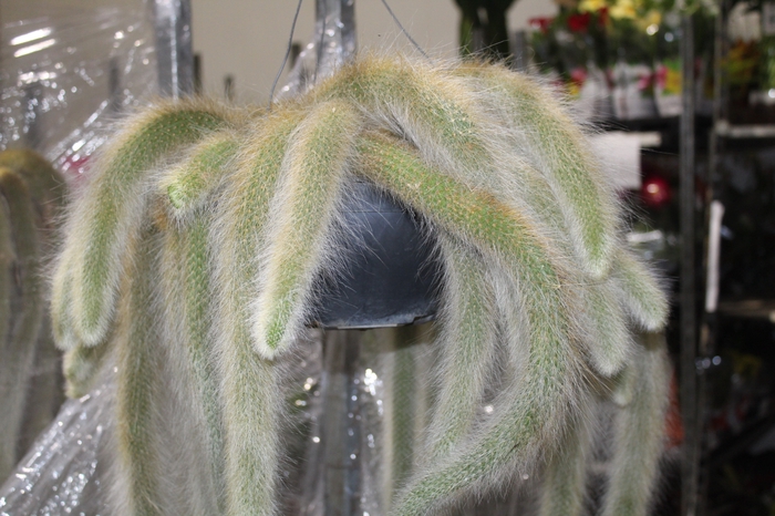 <h4>CACTUS VARIADO P30</h4>