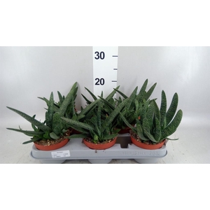 Gasteria carinata var. verrucosa