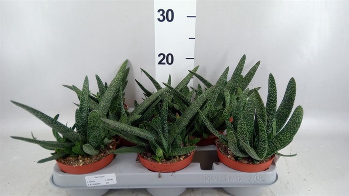 <h4>Gasteria carinata var. verrucosa</h4>
