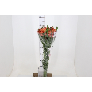 ALSTROEMERIA MOTION 080 CM LARANJA