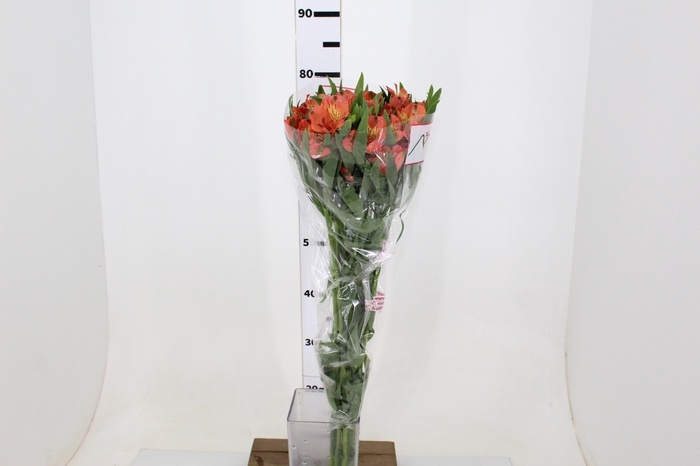 ALSTROEMERIA MOTION 080 CM LARANJA