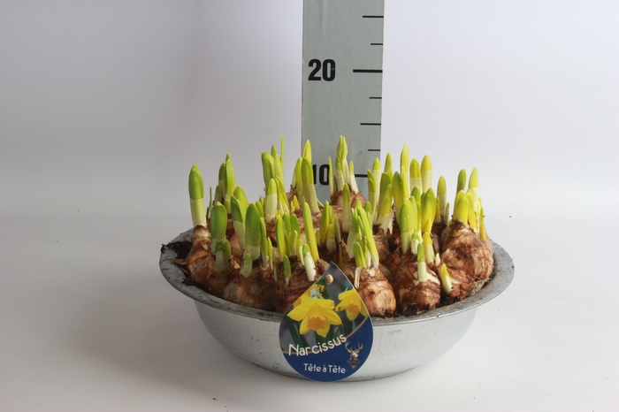 <h4>ARR N TETE A TETE</h4>