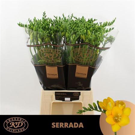 <h4>Fr En Serrada 29gr Ex</h4>