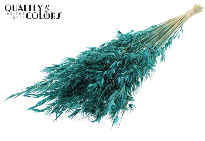 Avena Wild per bunch Turquoise