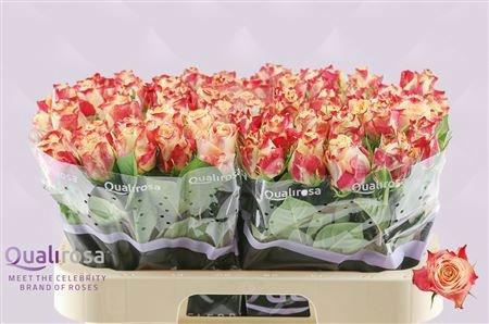 <h4>R GR CHAPEAU</h4>