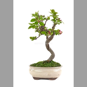 MALUS DOMESTICA OV