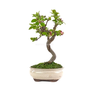 MALUS DOMESTICA OV