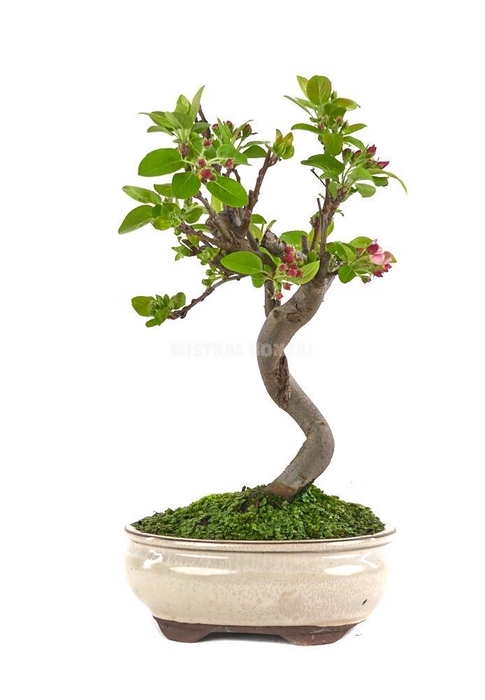 <h4>BONSAI GEM</h4>