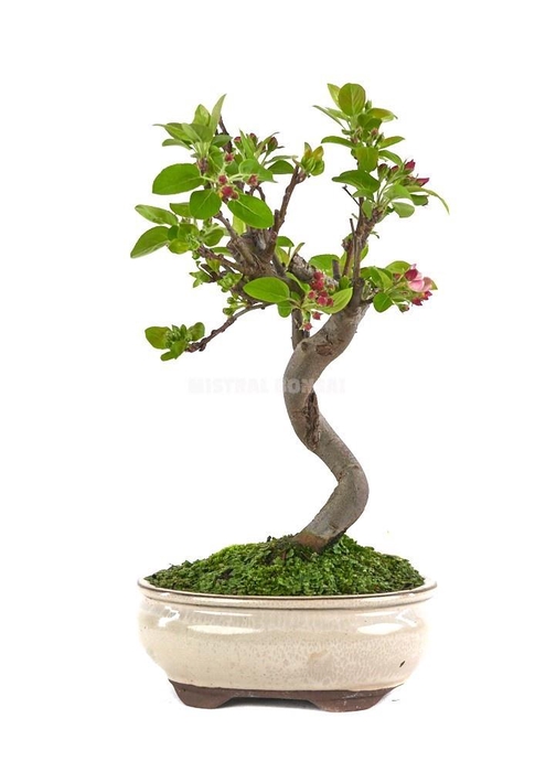 <h4>MALUS DOMESTICA OV</h4>