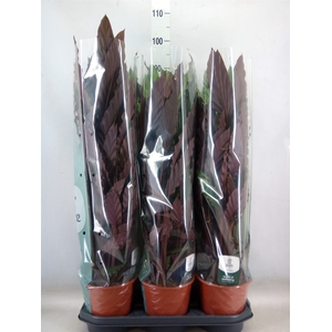 Calathea rufibarba