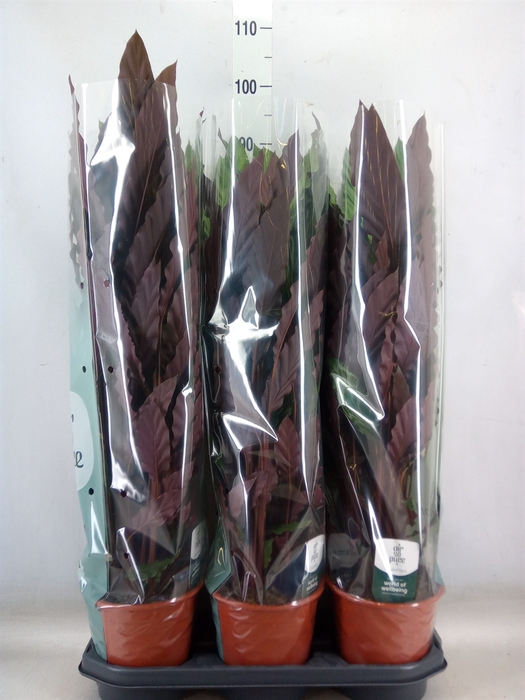 <h4>Calathea rufibarba</h4>