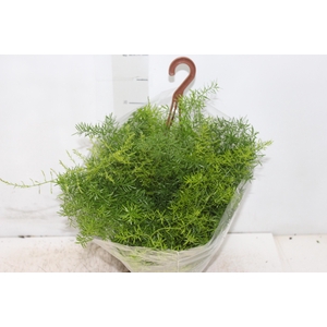 ASPARGO ALFINETE C21