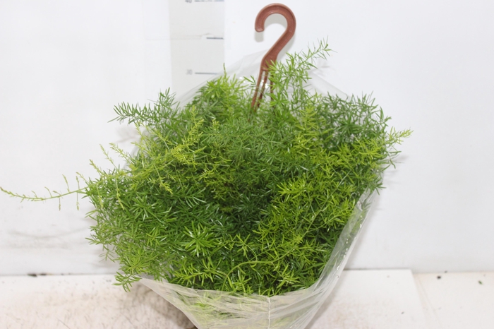 <h4>ASPARGO ALFINETE C21</h4>