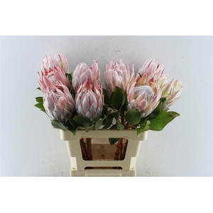 PROTEA CYNAROIDES
