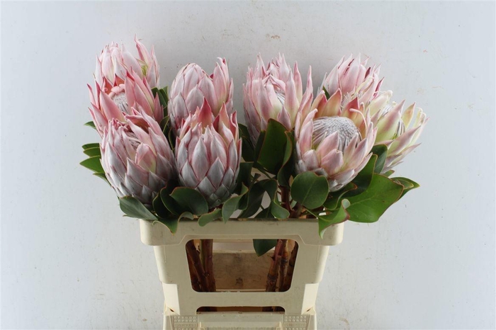 <h4>PROTEA CYNAROIDES</h4>