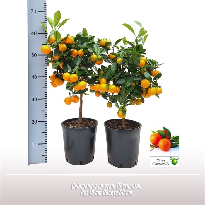 <h4>Calamondin op stam</h4>