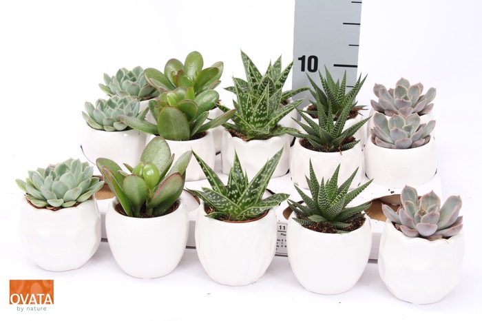 <h4>SUCC GEM 5 SRT</h4>