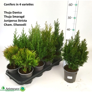 Coniferen overig gemengd