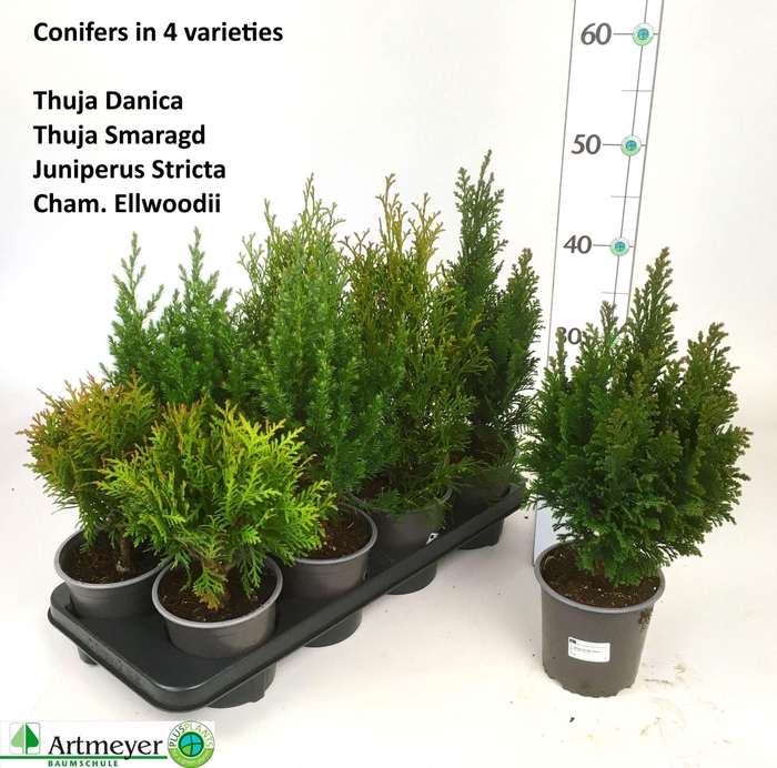 <h4>Coniferen overig gemengd</h4>