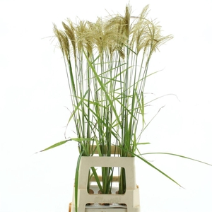 Miscanthus Nepalensis