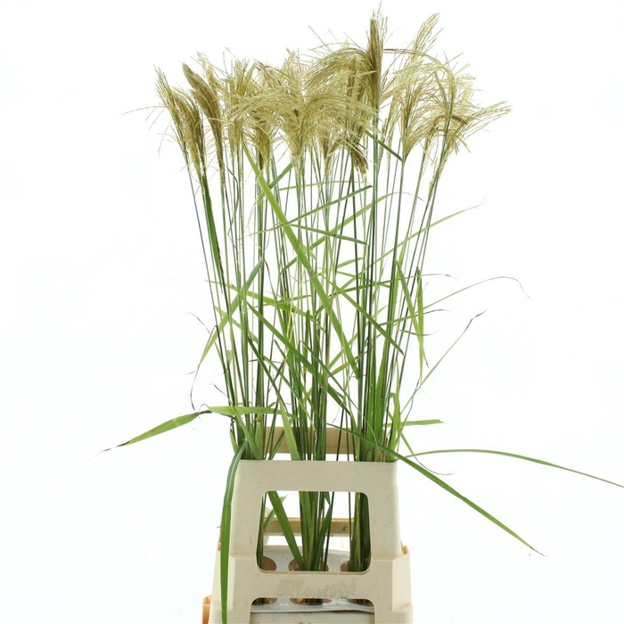 <h4>Miscanthus Nepalensis</h4>
