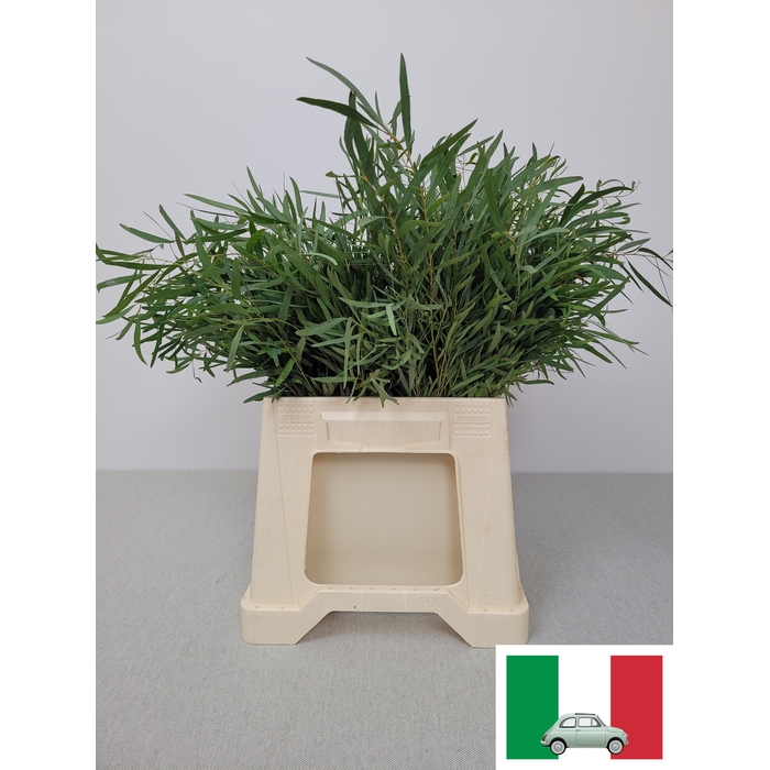 <h4>EUC NICHOLII PB</h4>