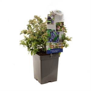 Vaccinium corymbosum Sunshine Blue P18
