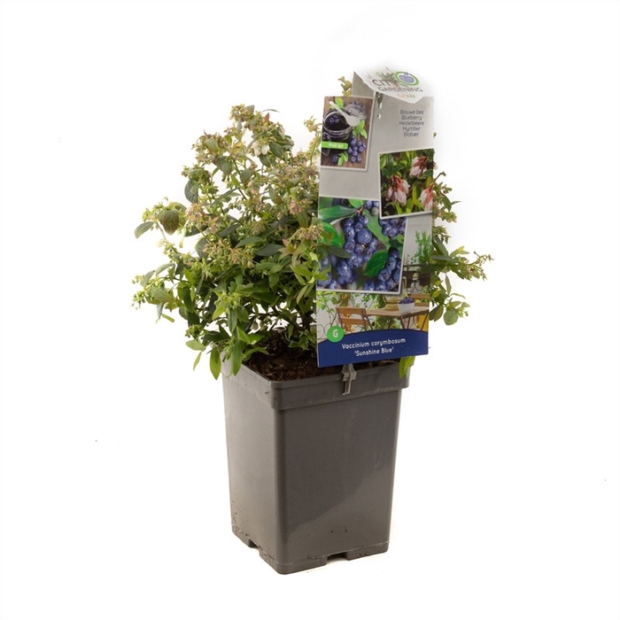 <h4>Vaccinium corymbosum Sunshine Blue P18</h4>