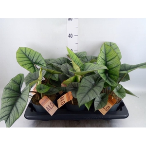 Alocasia  'Platinum'