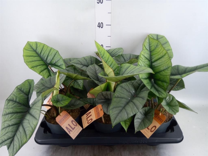 <h4>Alocasia  'Platinum'</h4>