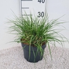 Pennisetum alopecuroides Hameln