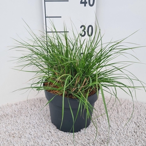 Pennisetum alopecuroides Hameln