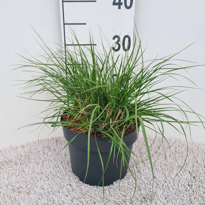 <h4>Pennisetum alopecuroides Hameln</h4>