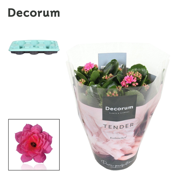 <h4>Kalanchoe Decorum TENDER - Serenity Pink</h4>