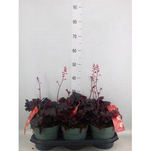 Heuchera   ...