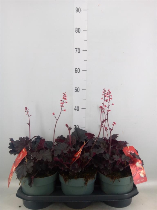 <h4>Heuchera   ...</h4>