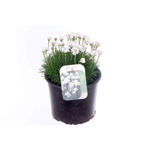 Armeria maritima Alba