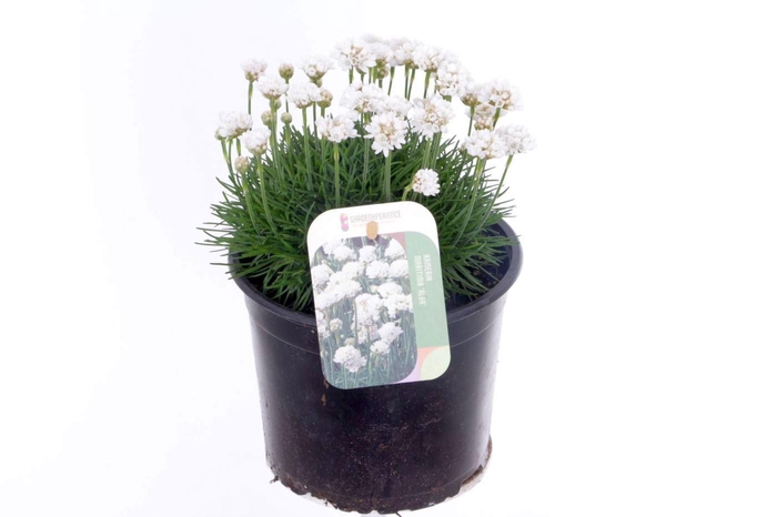 <h4>Armeria maritima Alba</h4>