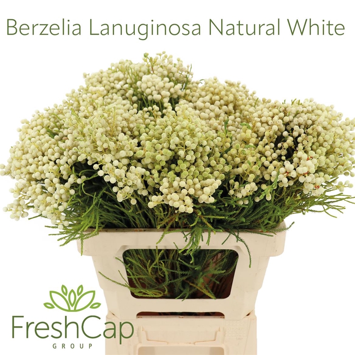 <h4>Berzelia Lanuginosa Natural White</h4>